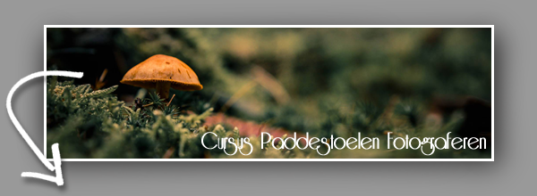 Cursus Paddestoelen Fotograferen